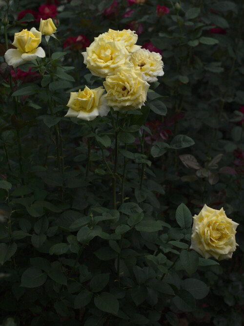P7249886d04d5865d71ba5ea.jpg