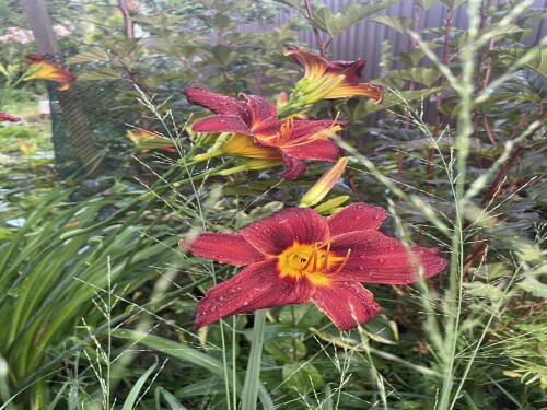 IMG_0065cb4db2234e188666.jpeg