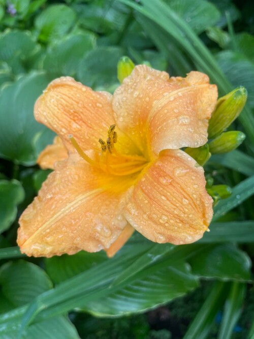Carrot-Tope507bddb8d97e2e6.jpg