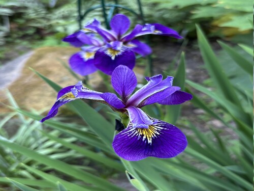 IRIS-Step-Inn-2d39e1ee4628de4bb.jpeg