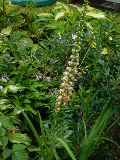 DSCN5877