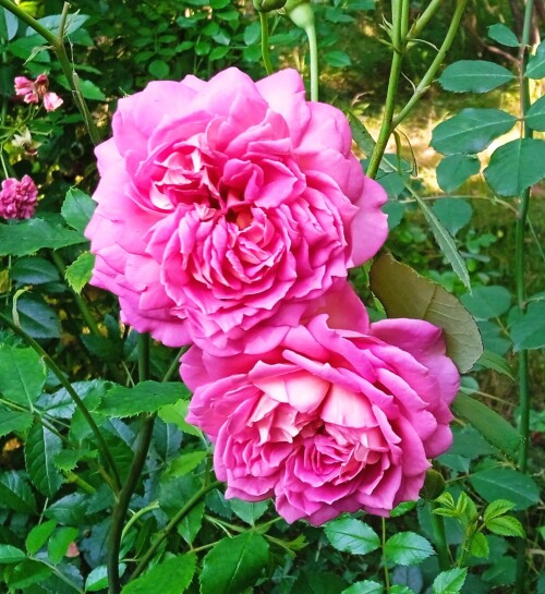 2-Aug-JC2b9a0217c68c8fb4.jpg