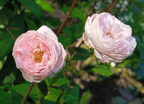 blush-seedling-10-83333e430da2e2a2a.jpg
