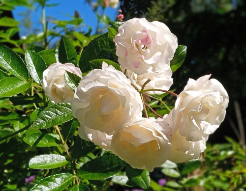 23-Aug-seedling-W-Tau-R6546c5e4d8b15458.jpg