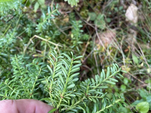 IMG_5043-264ca88b324dd700a.jpeg