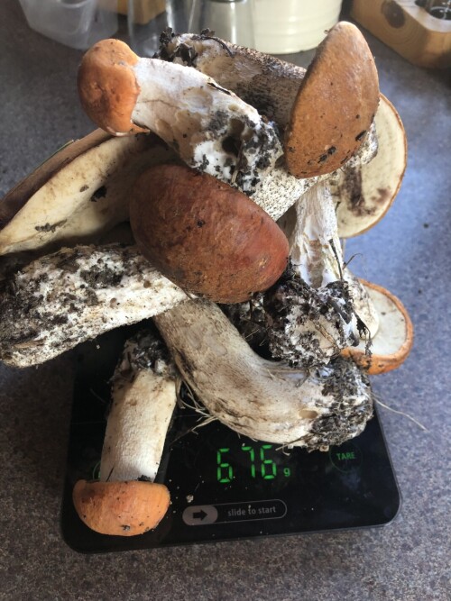 IMG_47723cb0193535eec537.jpeg