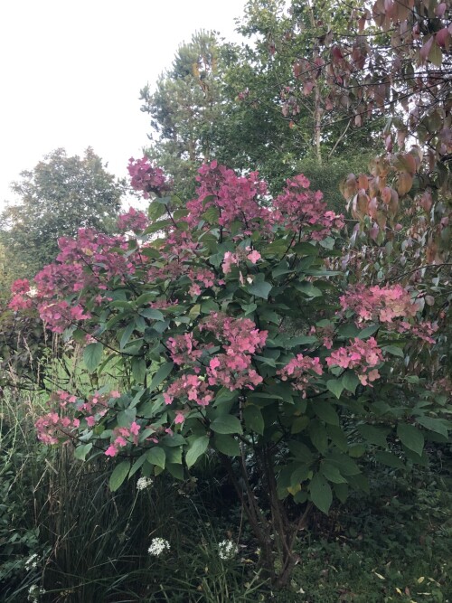 IMG_51545fe0c73b62228688.jpeg
