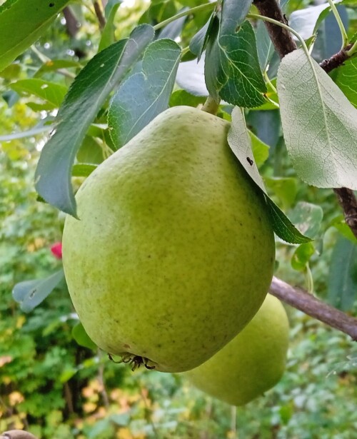 PAMYT-ZEGALOVA5042e04659a018cc.jpg