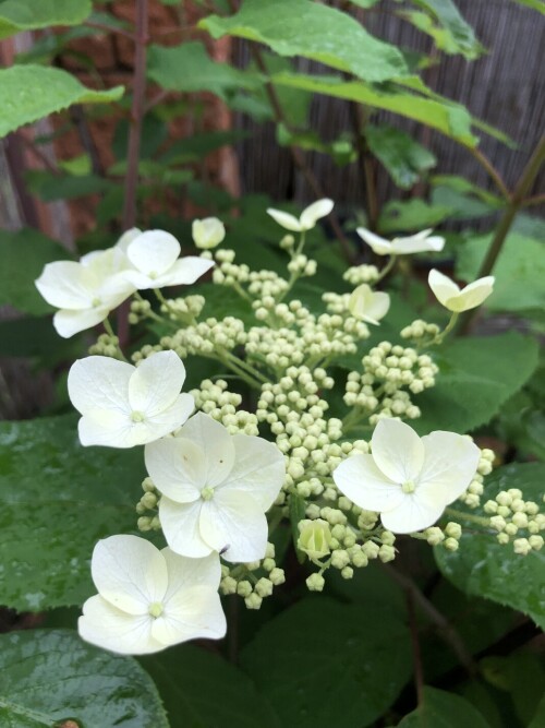 IMG_9740c5214bec1ea4d1c1.jpeg