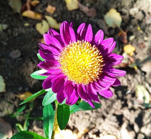aster-ROMASKAa1b44e6c56fa2ee5.jpg