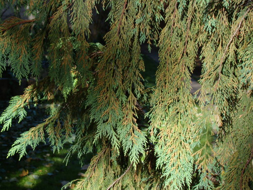 DSC01949
