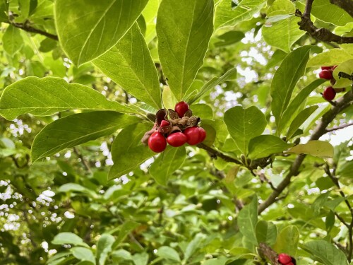IMG_5219-24b618a4bca2e4944.jpeg