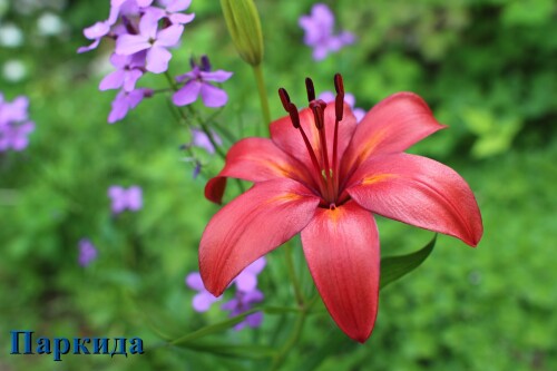 PARKIDA7bb3d7377d34fd85.jpg
