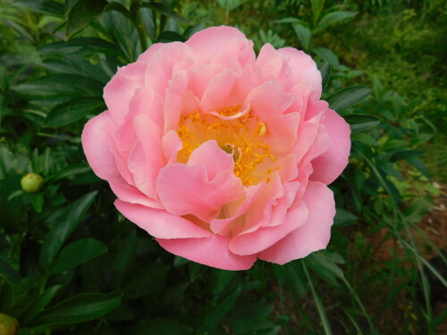 DSCN46641f6c7ea3e69576e8.jpg