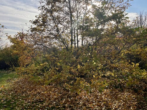 IMG_5515-23b2bb1570f721c49.jpeg